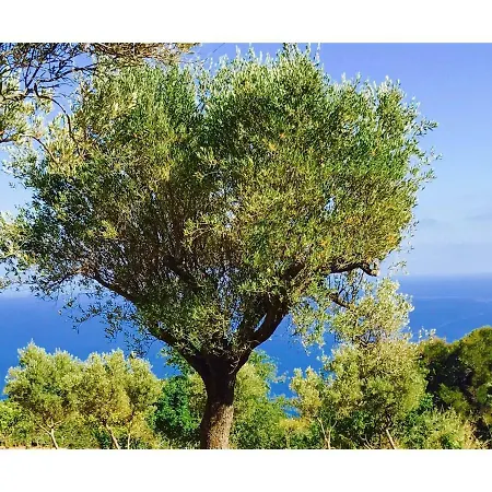 Il Caprarizzo Pensión Palinuro